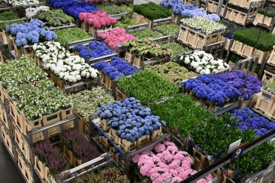 Indian wholesalers of flowers
