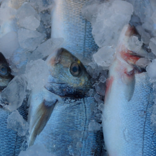 Frozen Seafoods