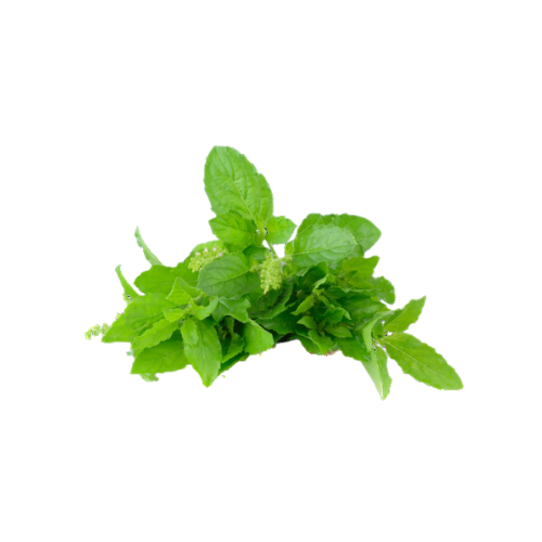 Thulasi Leaf 100G Wholesale Supplier and Distributor