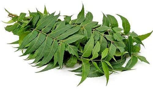 Neem Leaf 1 Pack (Approx. 10 Strings) Wholesale Supplier and Distributor