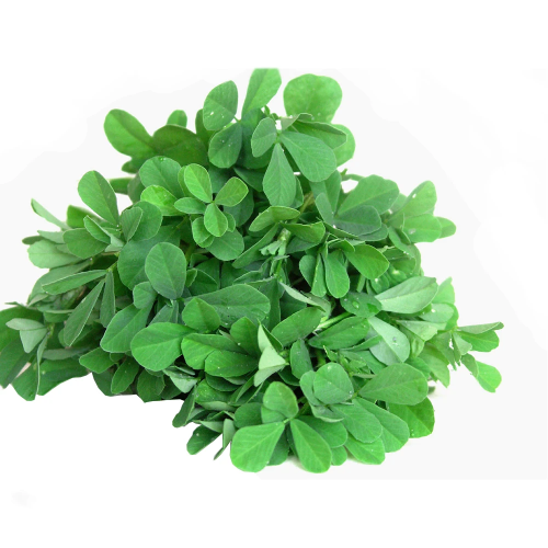 Methi Leaf (Fenugreek Leaf) 1 Pack (1 Box) Wholesale Seller