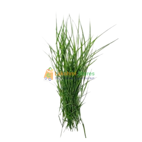 ARUGAMPUL (GRASS)