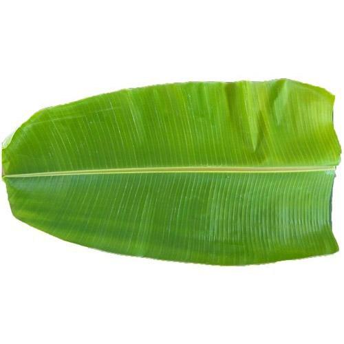 Banana Leaves (Plantain Leaf) (10Pcs Roll) Wholesale Seller