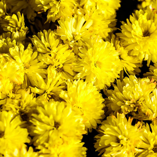 Chryasanthemum (Sevvanthi) Flower 100G Wholesale Supplier and Distributor