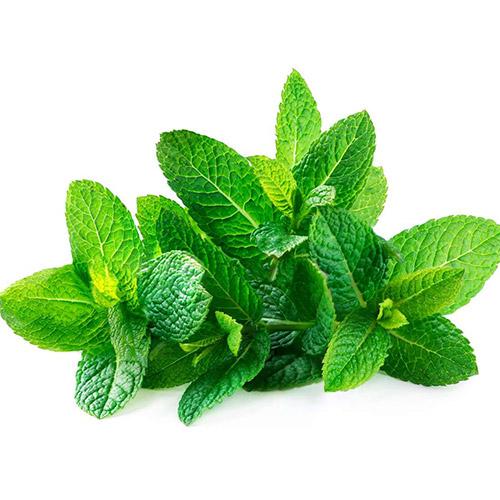 Mint Leaves (Puthina Keerai) (1 Box) Wholesale Seller and Distributor