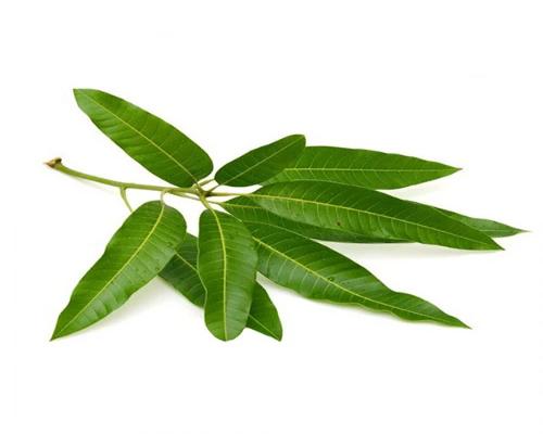 MANGO (MAA) LEAVES