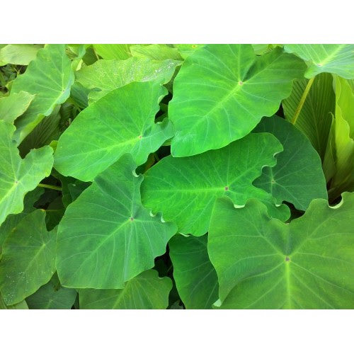 Alu Patra (1 Box) Wholesale Dealer and Distributor