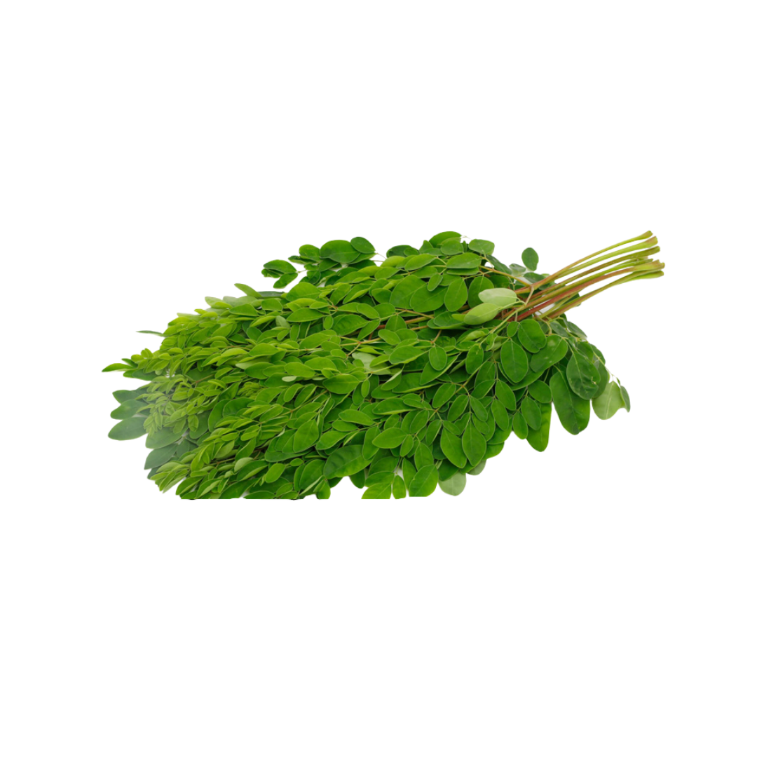 Drumstick Leaves Wholesale Supplier and Distributor