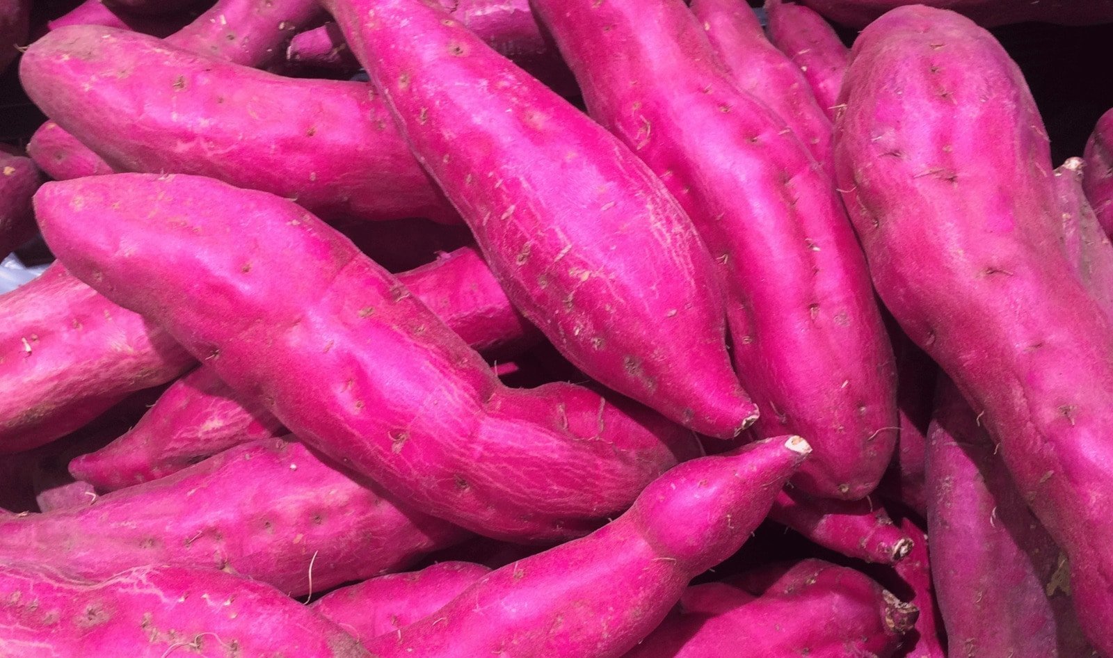 Sweet Potato Red Wholesale Supplier and Distributor