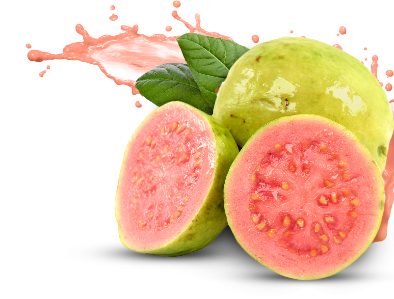 Thai Guava Wholesale Dealer and Distributor