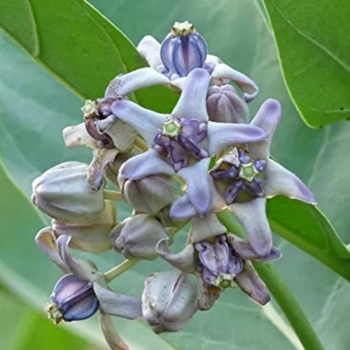 Erukam Poo (Flower) 50G Wholesale Supplier and Distributor