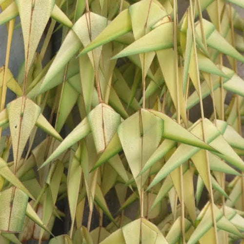 Thennai Thoranam (Coconut Tree Leaves) - 1 Bunch 5Pcs Wholesale Distributor