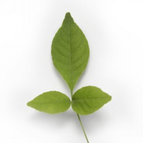 Bilva Leaf (Vilva Leaf) Wholesale Supplier and Distributor