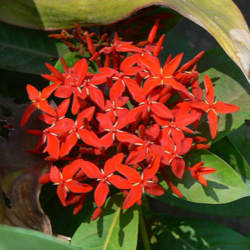 Idly Flower (Vetchi Poo) 100G Wholesale Seller