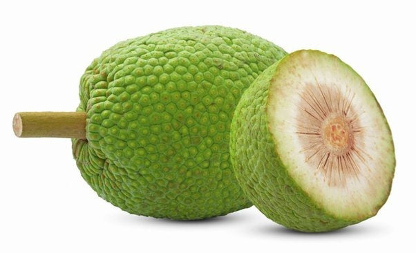 Bread Fruit Wholesale Dealer and Distributor