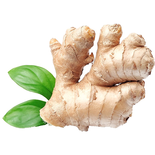 Fresh Ginger Wholesale Dealer and Distributor