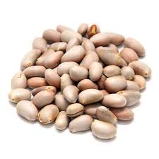 Jackfruit Seeds (1 Box) Wholesale Distributor
