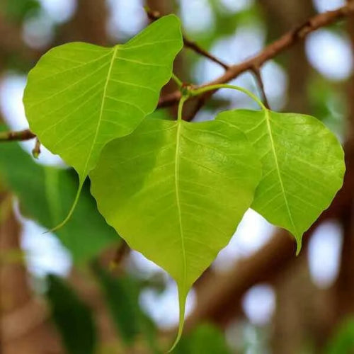 Peepal Tree Leaves (Arasa Ilai) - 1 Pack (3Pcs Approx) Wholesale Distributor